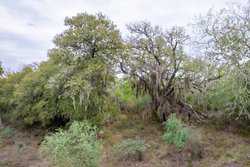 Three Rivers TX 78071