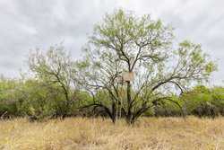 Three Rivers TX 78071