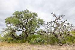 Three Rivers TX 78071