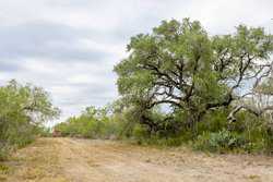 Three Rivers TX 78071