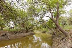 Three Rivers TX 78071