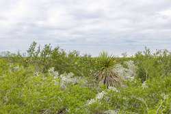 Three Rivers TX 78071