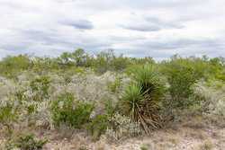 Three Rivers TX 78071