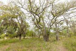 Three Rivers TX 78071
