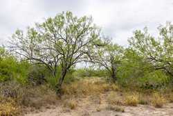 Three Rivers TX 78071