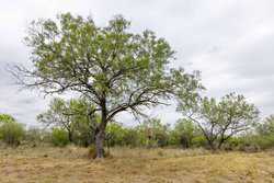 Three Rivers TX 78071