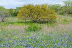 Three Rivers TX 78071
