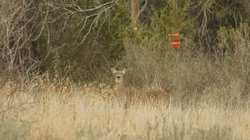 2292 County Road 396 Hamilton TX 76436