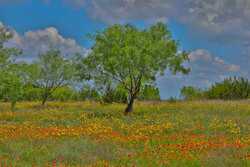 2292 County Road 396 Hamilton TX 76436