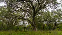 Crystal City TX