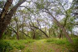 Crystal City TX