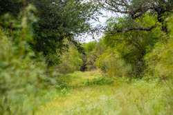 Crystal City TX