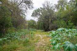 Crystal City TX