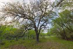 6888 Old Seguin Luling Road Seguin TX 78155