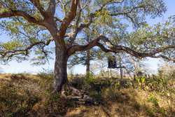 1956 County Road 441 Harwood TX 78632