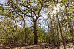 1956 County Road 441 Harwood TX 78632