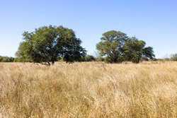 1956 County Road 441 Harwood TX 78632