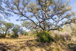 1956 County Road 441 Harwood TX 78632
