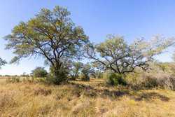 1956 County Road 441 Harwood TX 78632