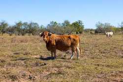 1956 County Road 441 Harwood TX 78632