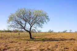 1956 County Road 441 Harwood TX 78632