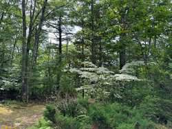 906 Shedd Hill Road Stoddard NH 03464