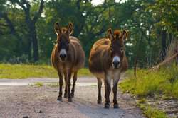 892 Baird Ranch Road Johnson City TX 78636