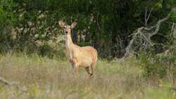 892 Baird Ranch Road Johnson City TX 78636