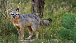 892 Baird Ranch Road Johnson City TX 78636