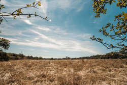 Kendalia TX