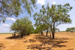 County Road 4843 Dilley TX 78017