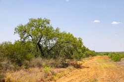 County Road 4843 Dilley TX 78017