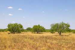 County Road 4843 Dilley TX 78017