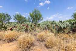 County Road 4843 Dilley TX 78017