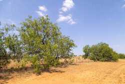 County Road 4843 Dilley TX 78017