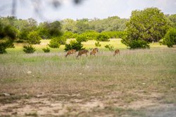 Dripping Springs TX