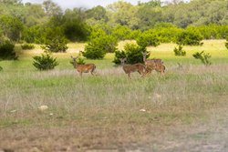 Dripping Springs TX