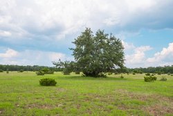 Dripping Springs TX