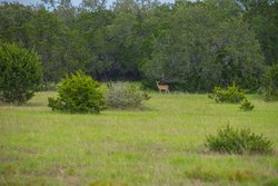 Dripping Springs TX