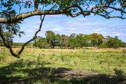 Palacios TX