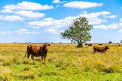 Palacios TX