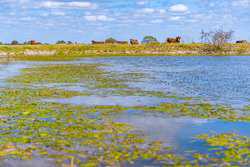 Palacios TX