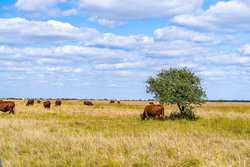 Palacios TX