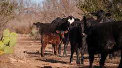 Brackettville TX 78832