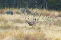 242 Model T Road Blanco TX 78606