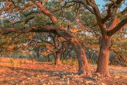 242 Model T Road Blanco TX 78606