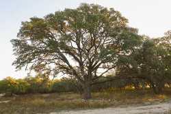 242 Model T Road Blanco TX 78606