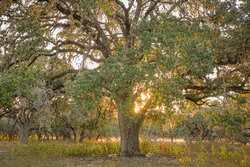 242 Model T Road Blanco TX 78606