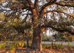 242 Model T Road Blanco TX 78606