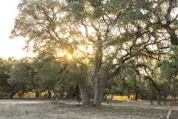 242 Model T Road Blanco TX 78606